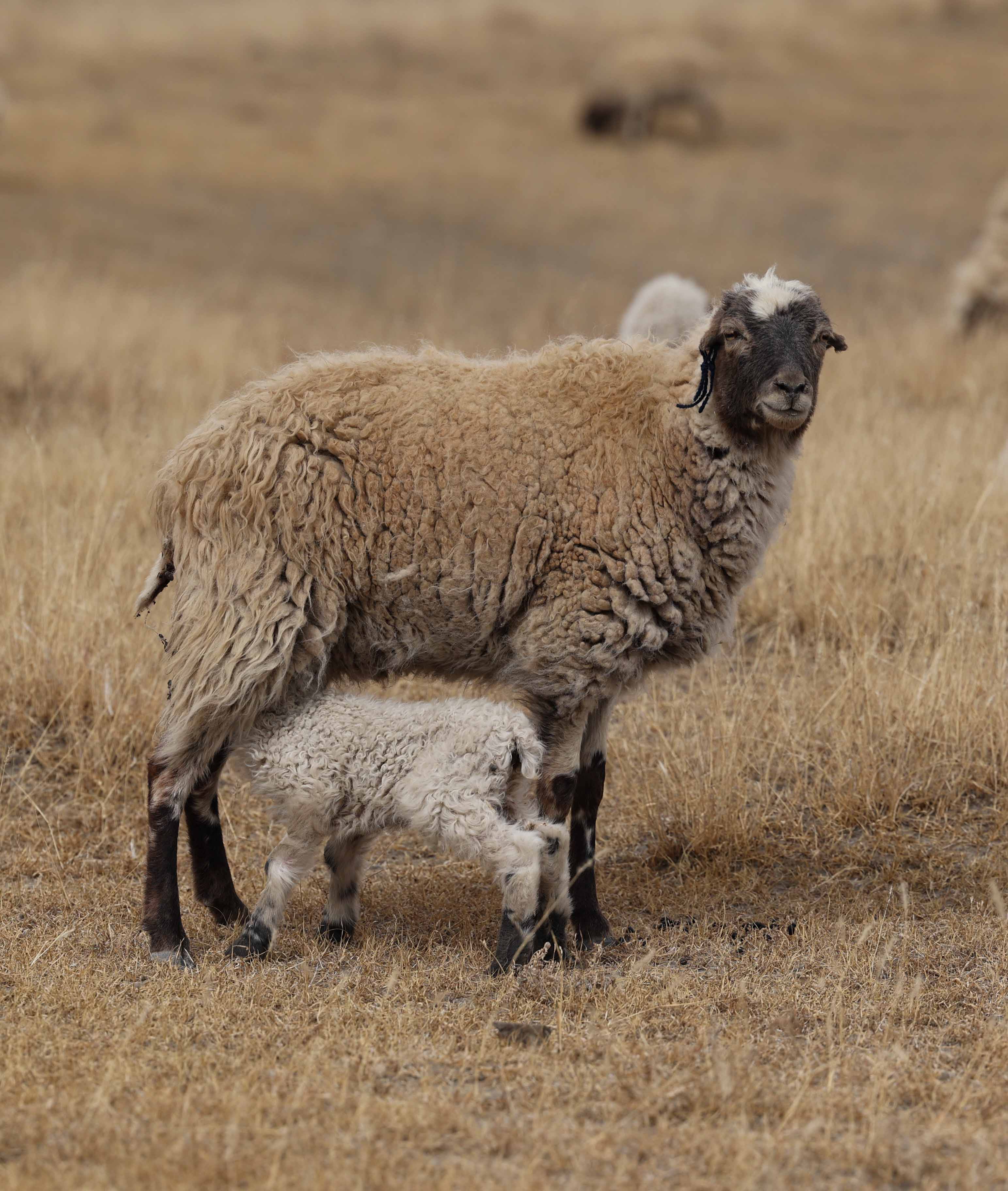 厂家直销澳大利亚填充羊毛 天然羊毛羊绒彩色羊毛高蓬松-阿里巴巴